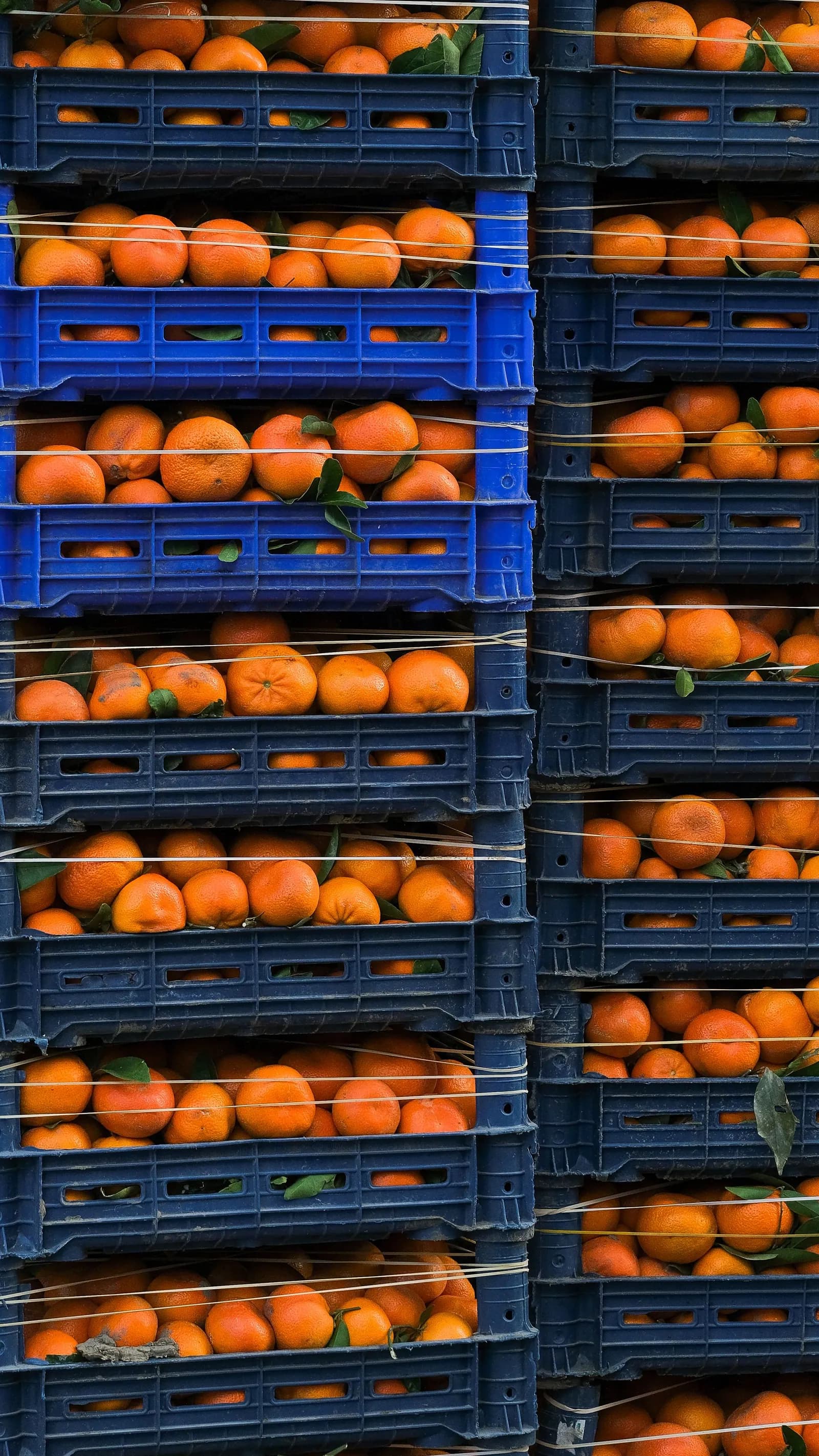 Fresh Produce Transportation — photographic freight example